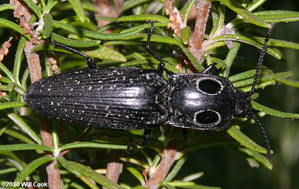 Eyed Click Beetle (Alaus oculatus)