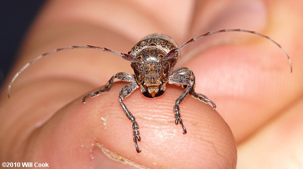 Twig Girdler (Oncideres cingulata)