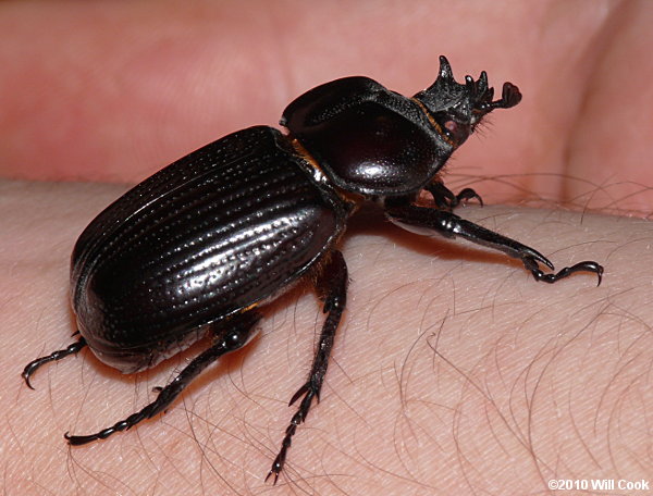 Triceratops Beetle (Phileurus truncatus)