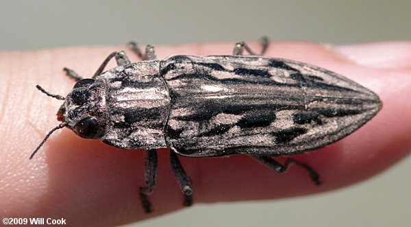 Sculptured Pine Borer (Chalcophora virginiensis)