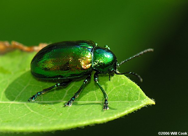 Dogbane Beetle (Chrysochus auratus)