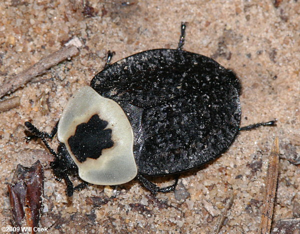 American Carrion Beetle (Necrophila americana)