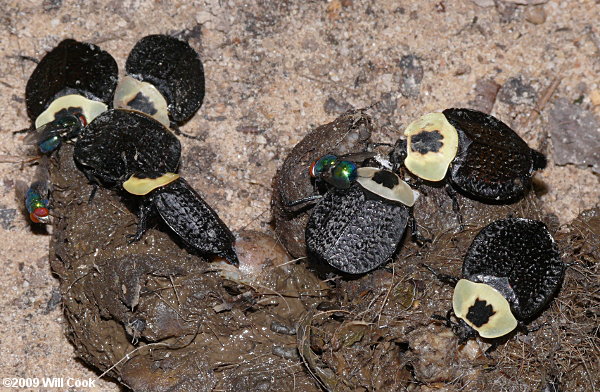 American Carrion Beetle (Necrophila americana)