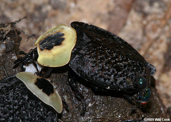 American Carrion Beetle (Necrophila americana)