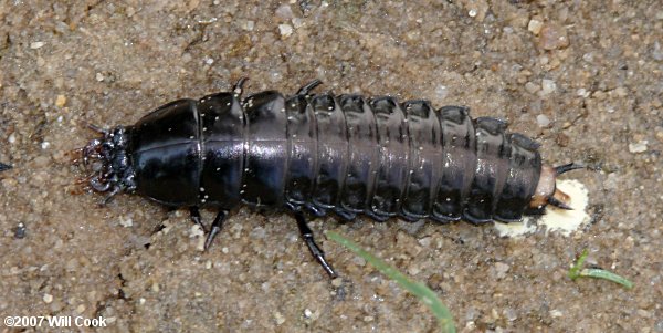 Black Caterpillar Hunter (Calosoma sayi) larva