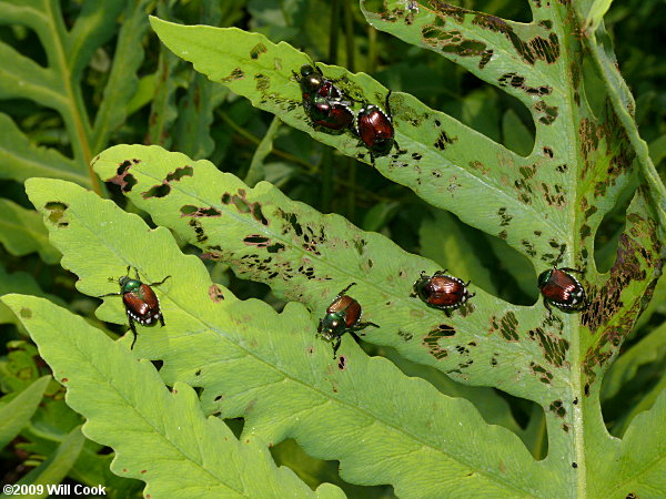 Japanese Beetle (Popillia japonica)