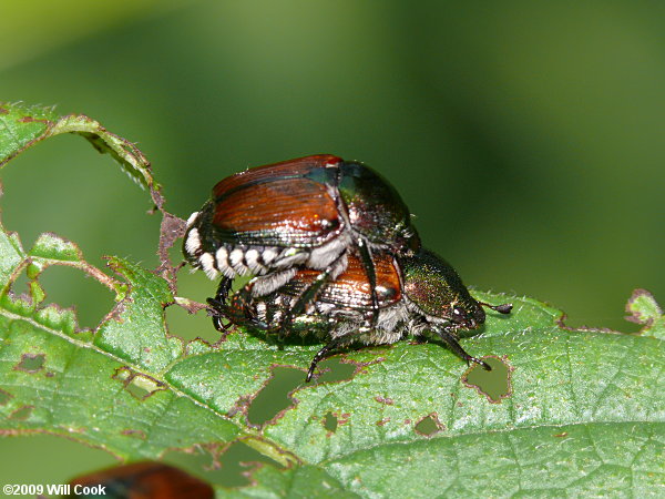 Japanese Beetle (Popillia japonica)