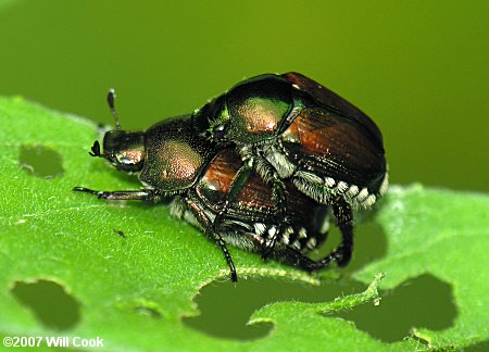 Japanese Beetle (Popillia japonica)