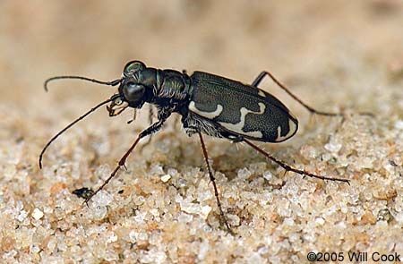 Common Shore Tiger Beetle (Cicindela repanda)