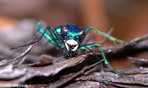 Six-spotted Tiger Beetle (Cicindela sexguttata)