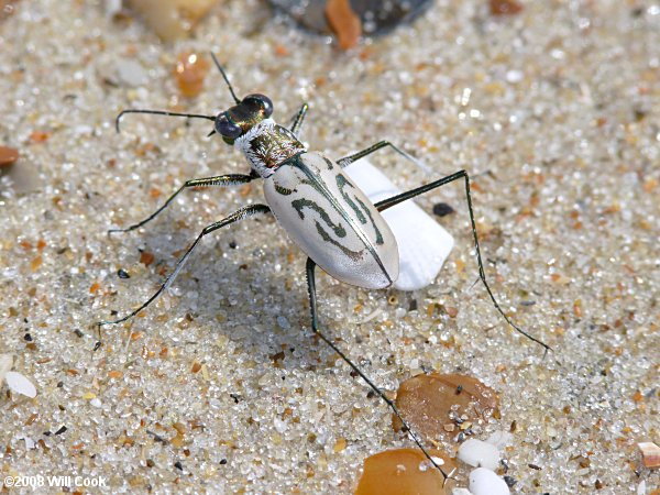 Eastern Beach Tiger Beetle (Habroscelimorpha dorsalis)