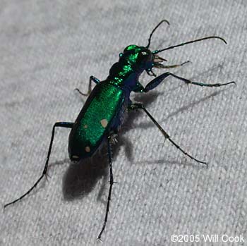 Six-spotted Tiger Beetle (Cicindela sexguttata)