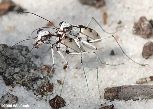 Whitish Tiger Beetle (Ellipsoptera gratiosa)