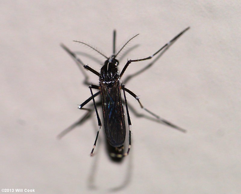 Asian Tiger Mosquito (Aedes albopictus)