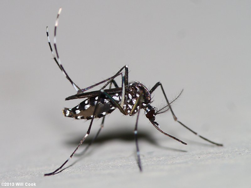 Asian Tiger Mosquito (Aedes albopictus)