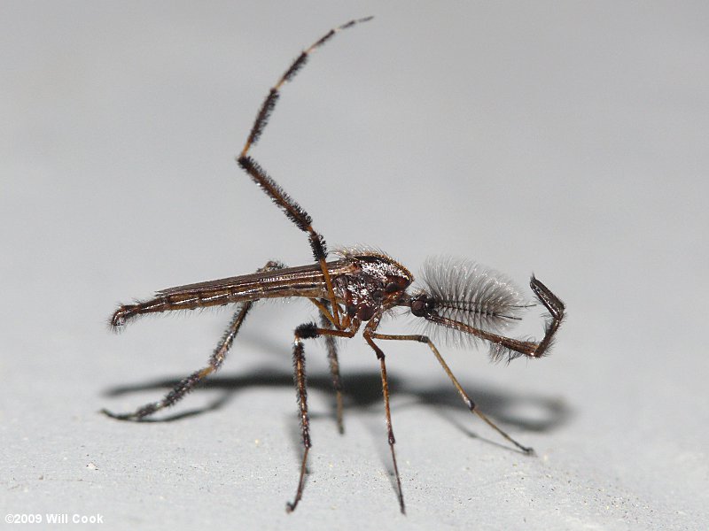 Gallinipper/Galinipper Mosquito (Psorophora ciliata) male