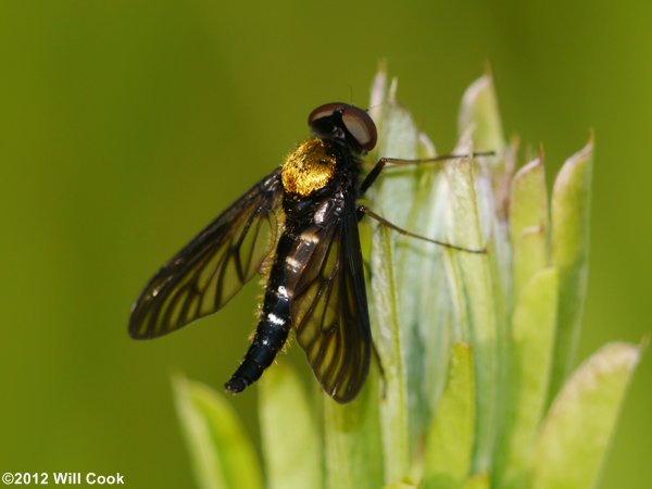 Golden-backed Snipe Fly (Chrysopilus thoracicus)