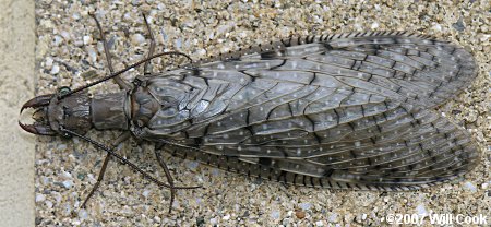 Eastern Dobsonfly (Corydalus cornutus), female