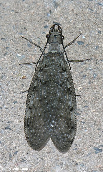 Eastern Dobsonfly (Corydalus cornutus), female