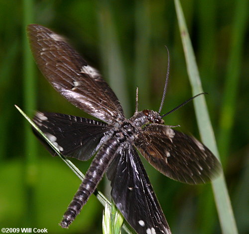 Dark Fishfly (Nigronia serricornis)