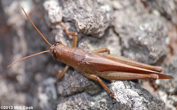 Rusty Bird Grasshopper (Schistocerca rubiginosa)