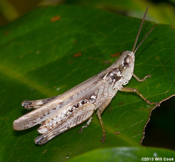 Spotted-winged Grasshopper (Orphulella pelidna)