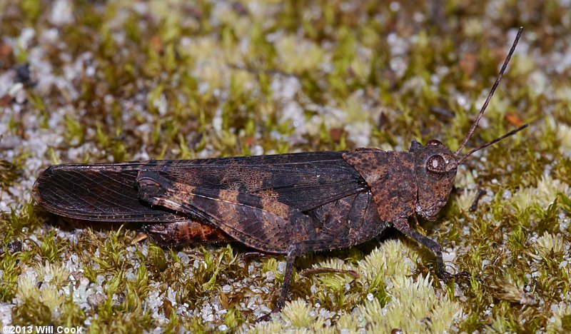 Boll's Grasshopper (Spharagemon bolli)