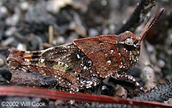 Orange-winged grasshopper (Pardalophora phoenicoptera)