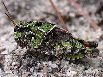 Orange-winged grasshopper (Pardalophora phoenicoptera)