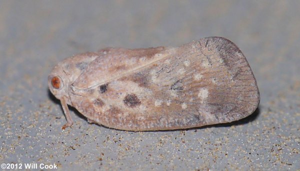 Metcalfa pruinosa (Citrus Flatid Planthopper)