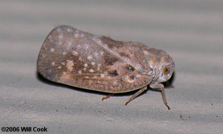 Metcalfa pruinosa (Citrus Flatid Planthopper)