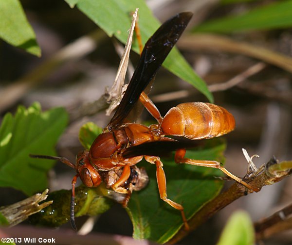 Red Wasp (Polistes rubiginosus)