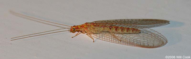 Green Lacewing (Chrysoperla rufilabris), tan winter form