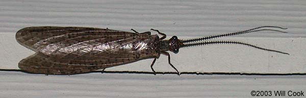 Gray Fishfly (Neohermes angusticollis)