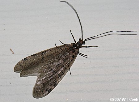 Gray Fishfly (Neohermes angusticollis)