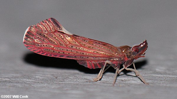 Otiocerus degeeri (Planthopper)