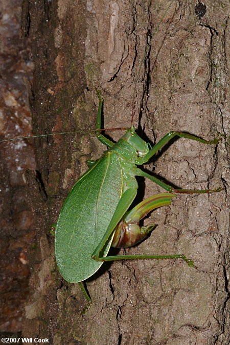 Common True Katydid (Pterophylla camellifolia)