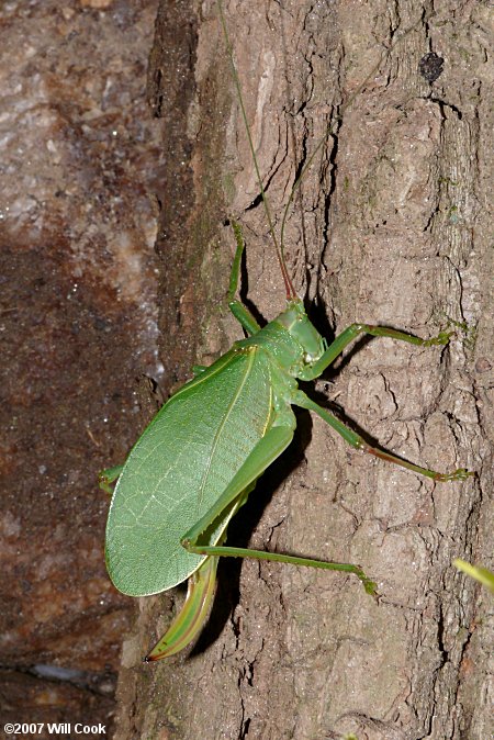 Common True Katydid (Pterophylla camellifolia)