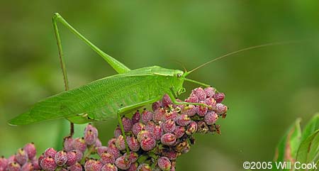 Fork-tailed Bush Katydid (Scudderia furcata)