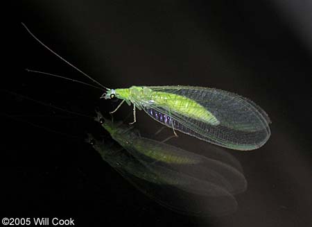 Green Lacewing (Chrysoperla rufilabris)