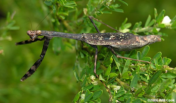 Carolina Mantis (Stagmomantis carolina)