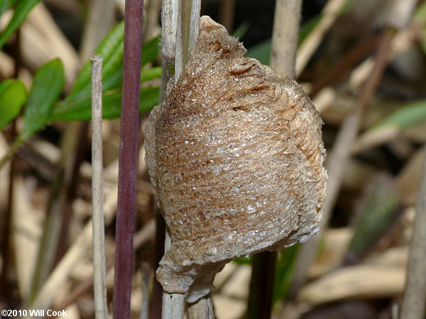 Carolina Mantis (Stagmomantis carolina)