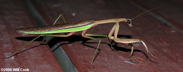 Chinese Mantis (Tenodera sinensis)