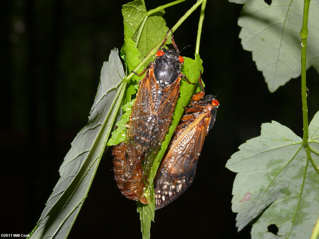 Periodical Cicada (Magicicada septendecim)