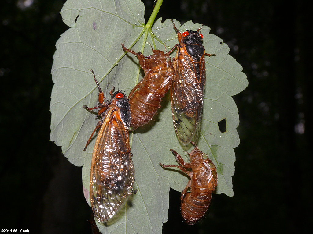 Periodical Cicada (Magicicada septendecim)