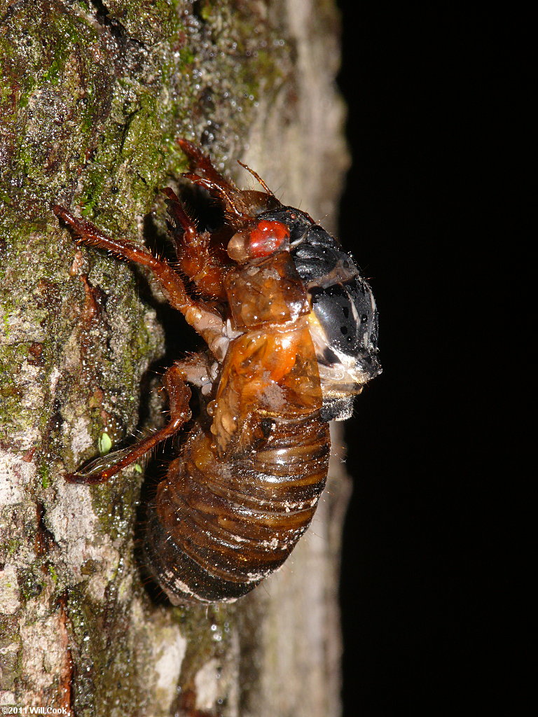 Periodical Cicada (Magicicada septendecim)