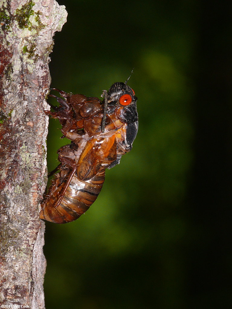 Periodical Cicada (Magicicada septendecim)