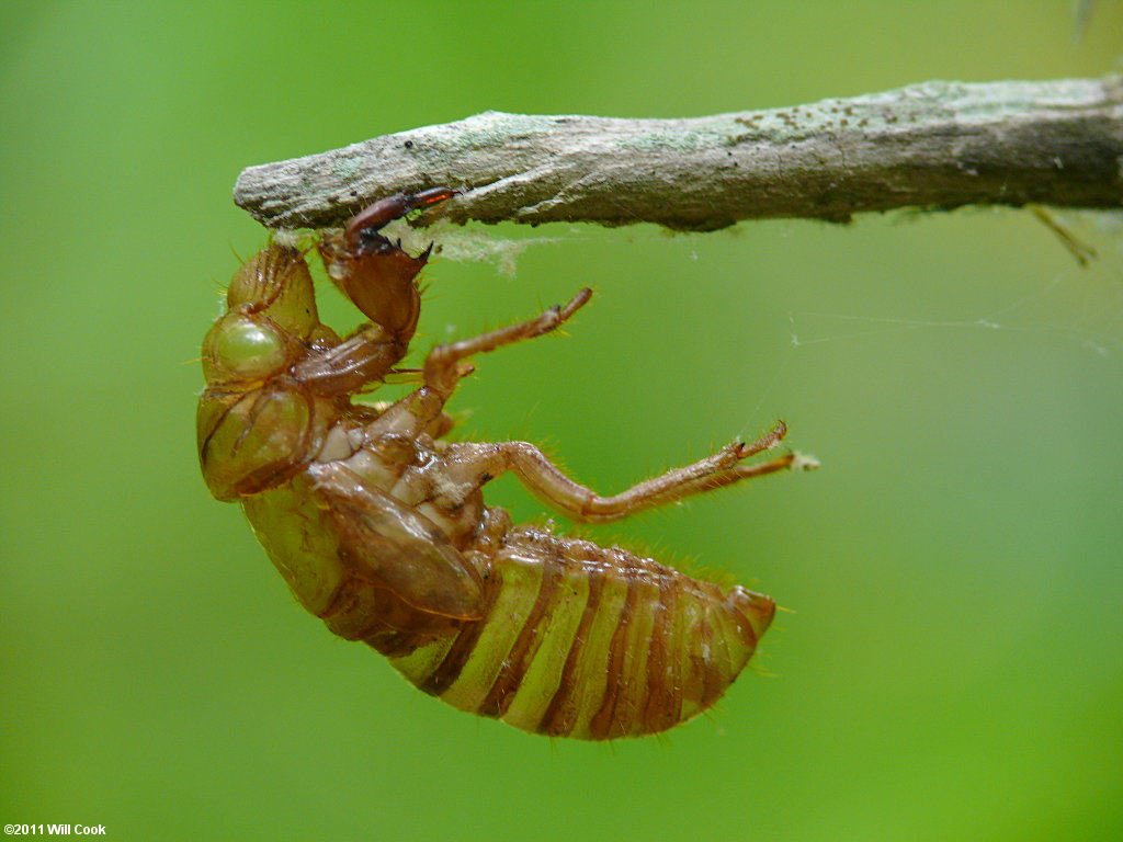 Periodical Cicada (Magicicada septendecim)