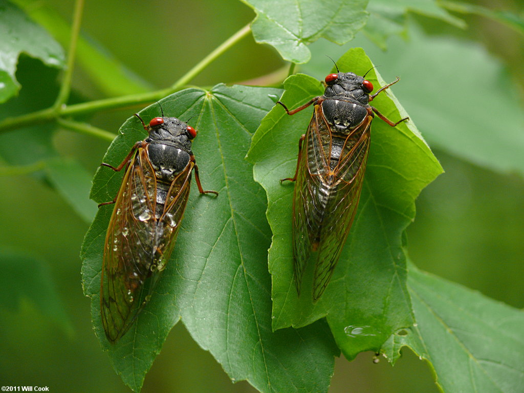 Periodical Cicada (Magicicada septendecim)