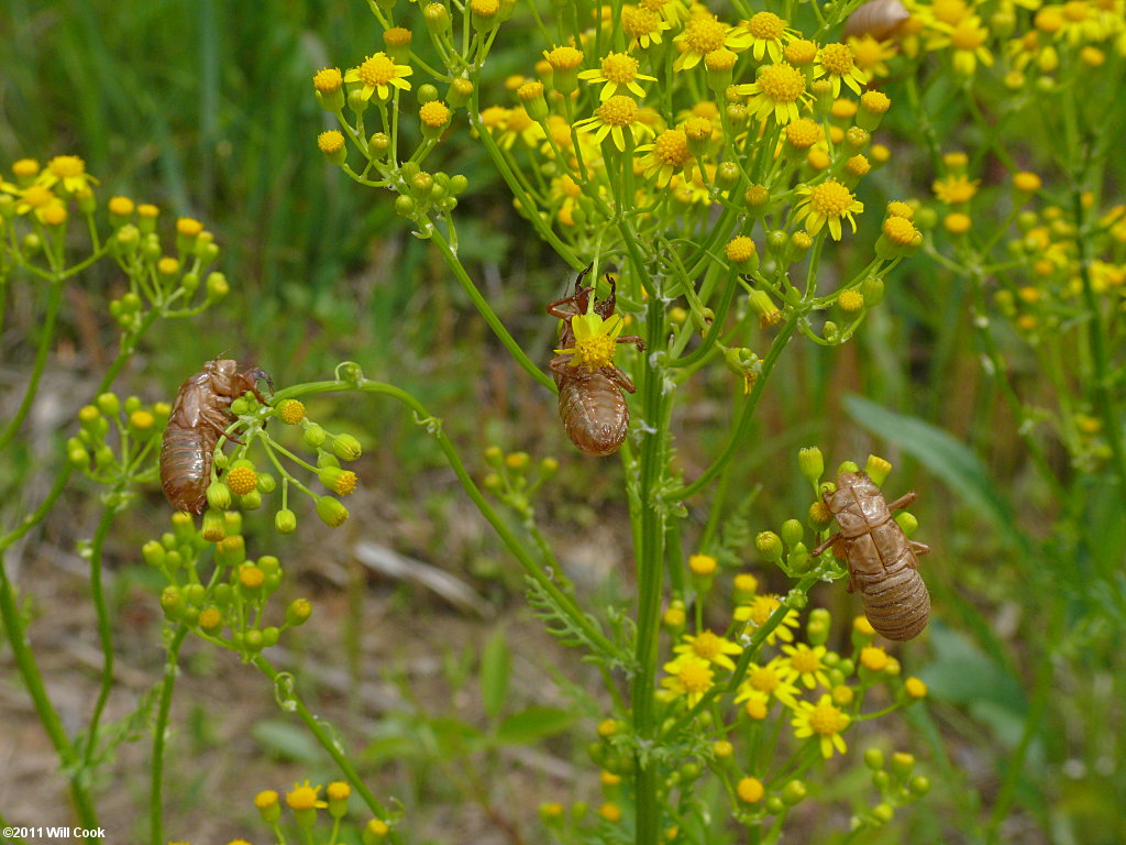 Periodical Cicada (Magicicada septendecim)